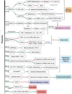 Regulation and physiological functions of phoenixin